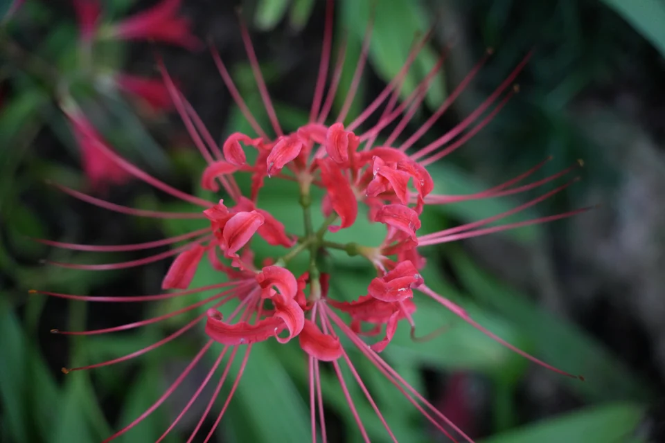 A flower in the Mayfield gardens